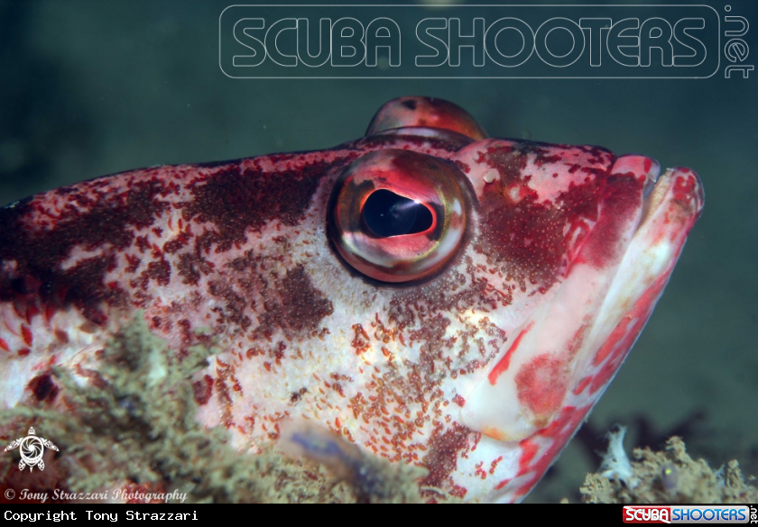 A Banded Sea-perch