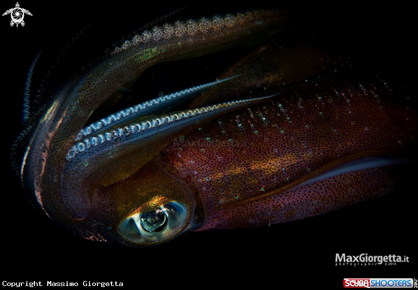 A cuttlefish