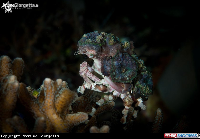 A Corallimorph Decorator Crab, Cyclocoeloma tuberculata