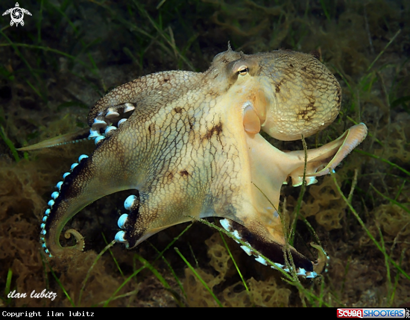 A Octopus