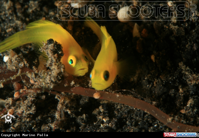 A reef fish