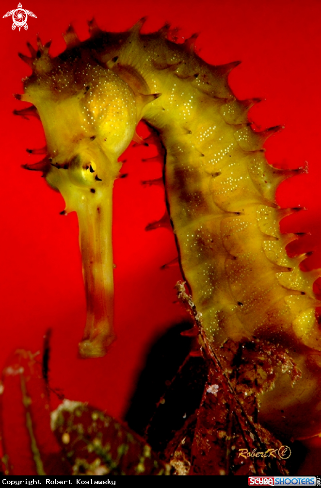 A Sea Horse