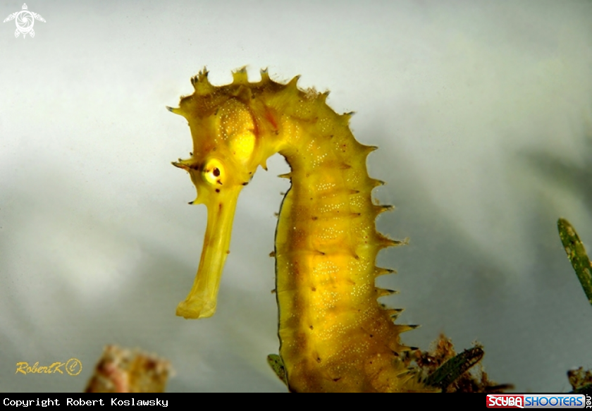 A Sea Horse