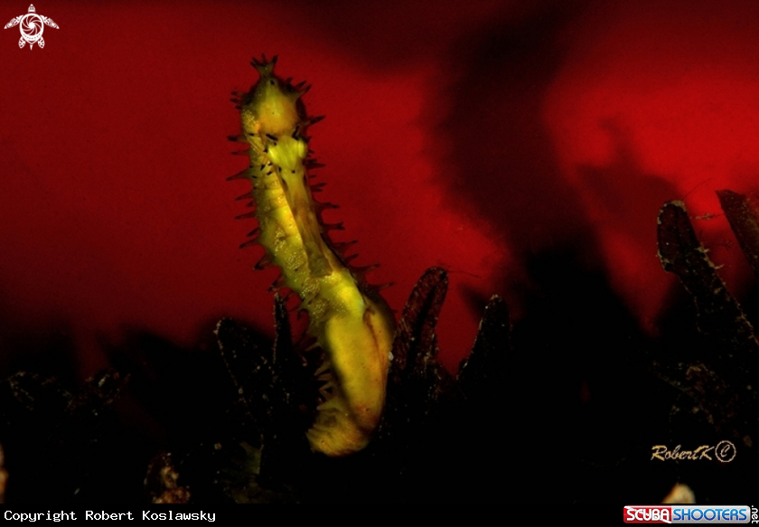 A Sea Horse