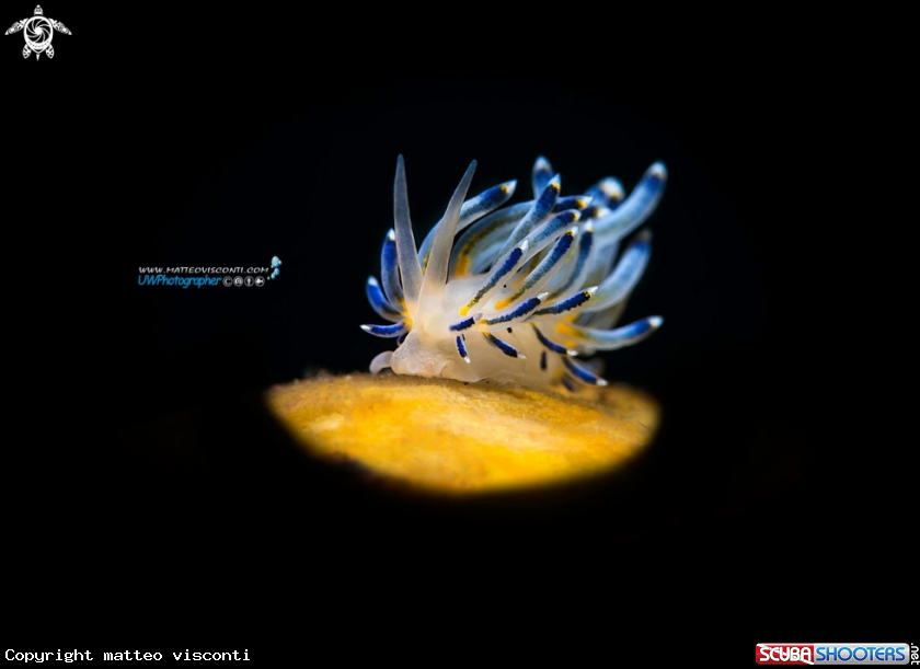 A flabellina