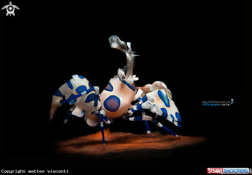 A harlequin shrimp