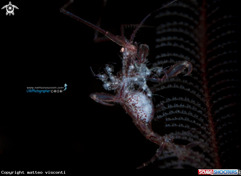 A skeleton shrimp