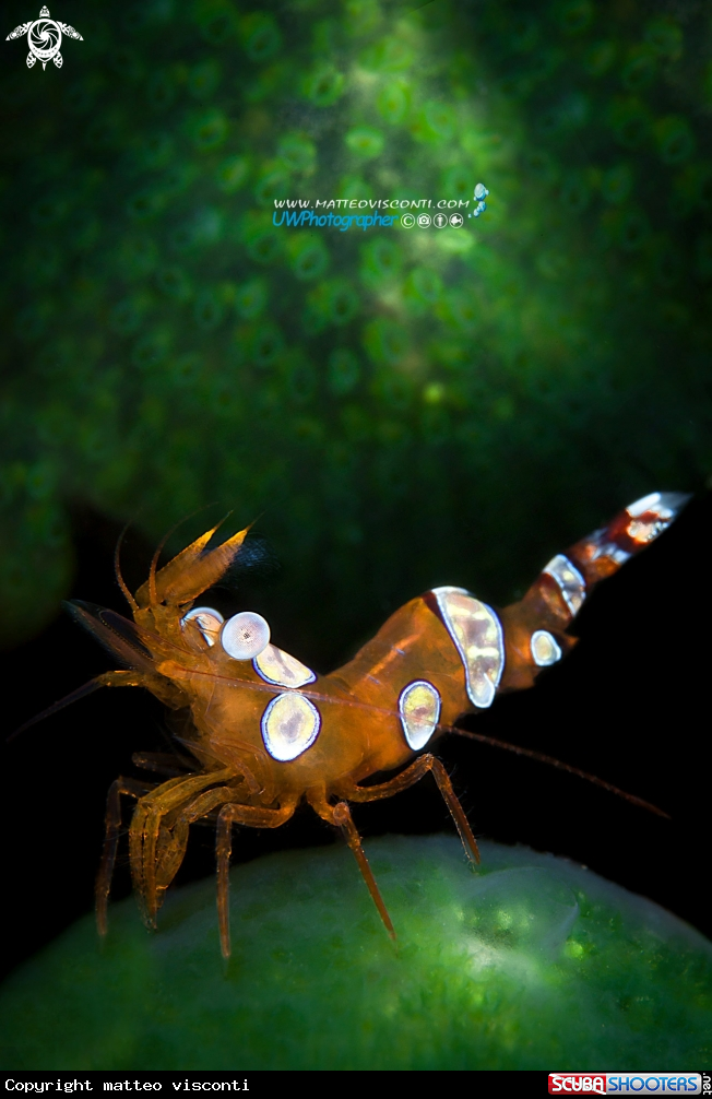 A sexy shrimp
