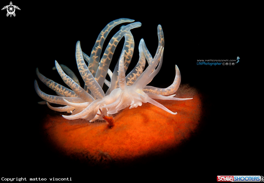 A flabellina