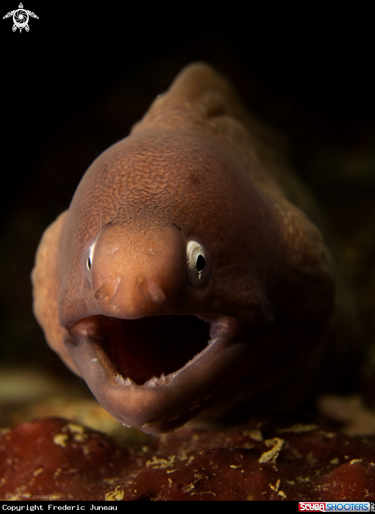 A White Eyed Moray