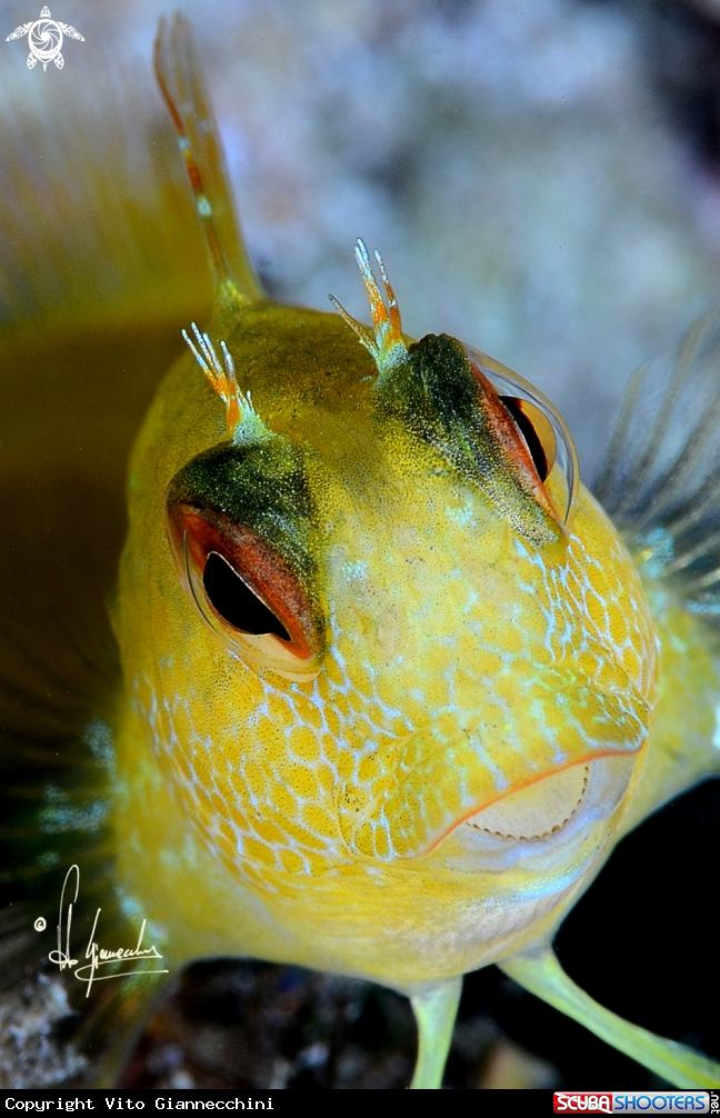 A Bavosina gialla