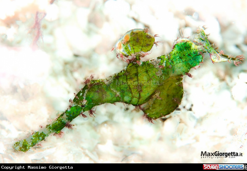 A green ghost pipe fish