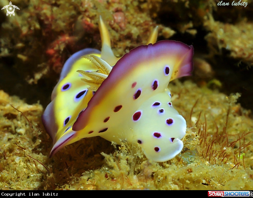 A nudibranch