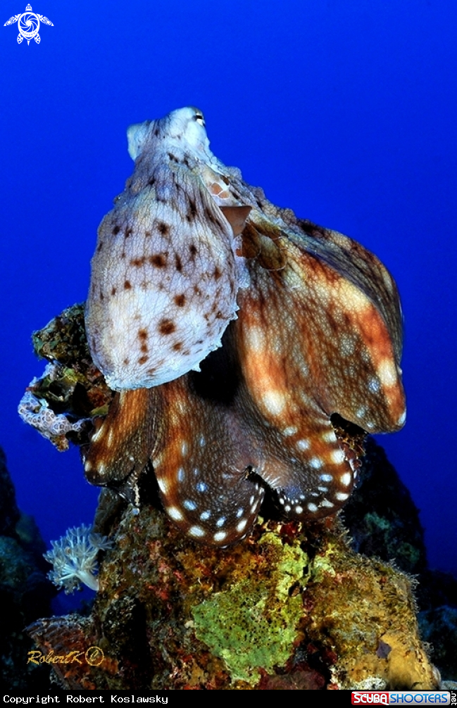 A octopus