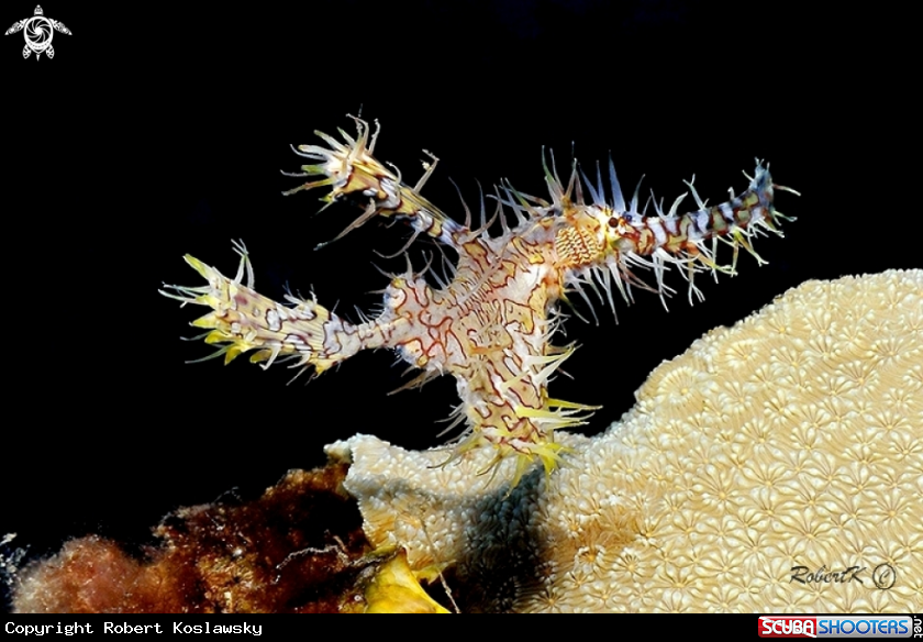 A ghostpipe fish
