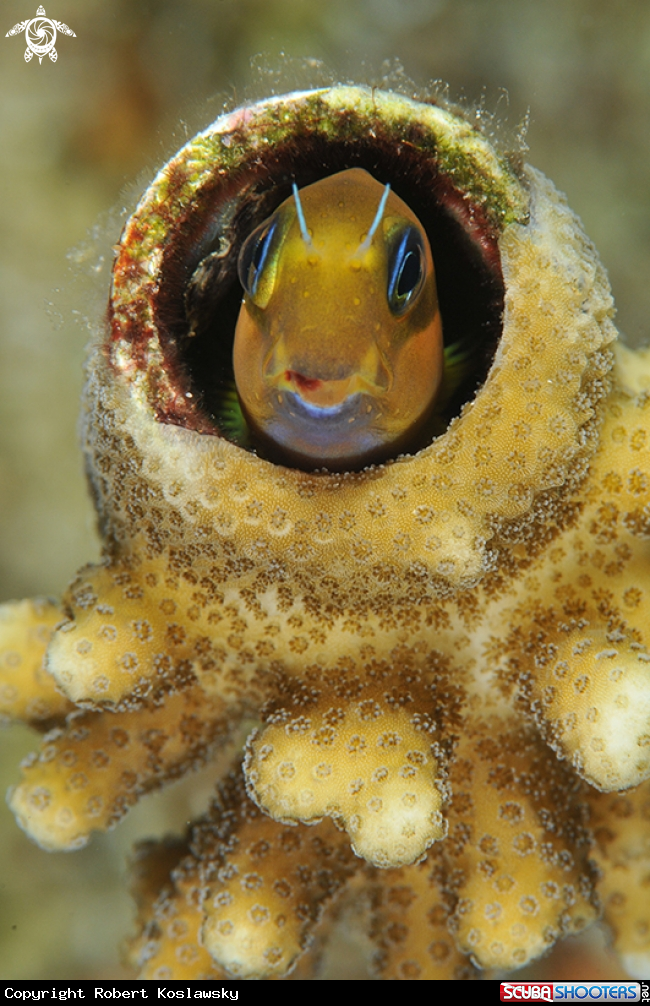 A Blenny