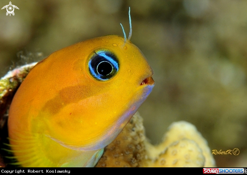 A blenny