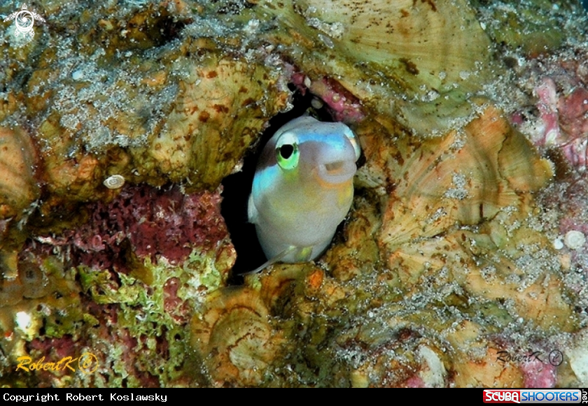 A blenny