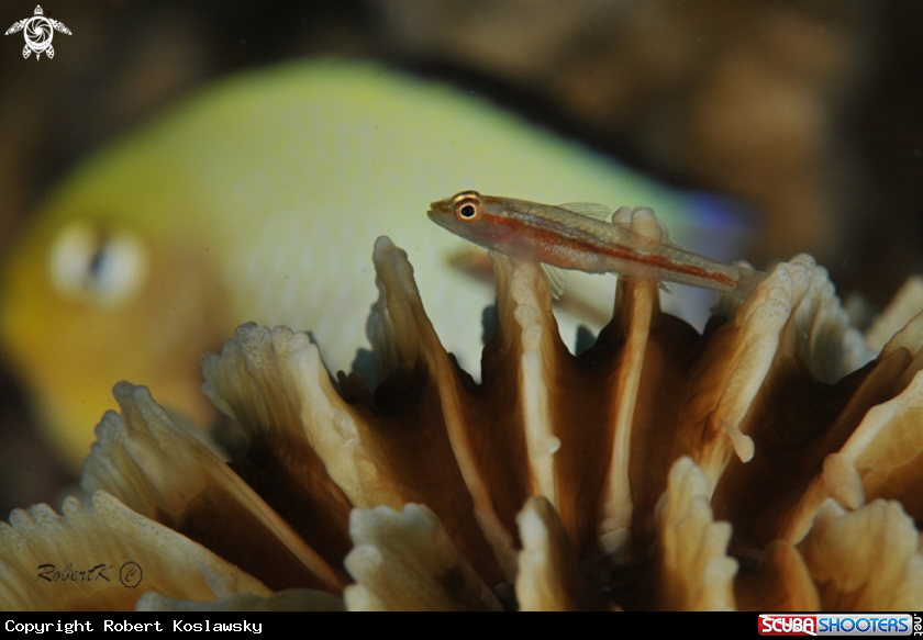 A goby