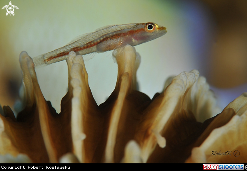 A goby