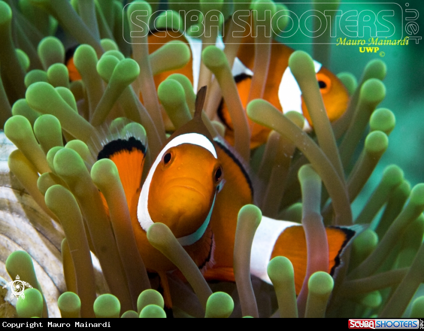 A Clownfish