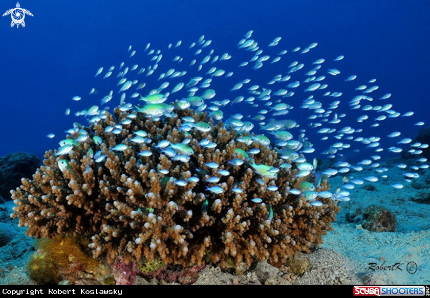 A Blue-green Damselfish