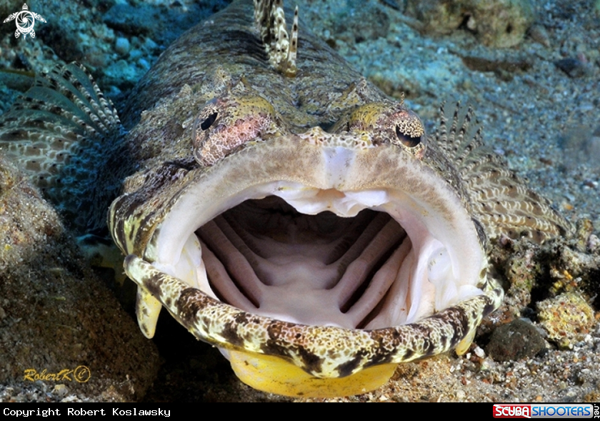 A crocodile fish