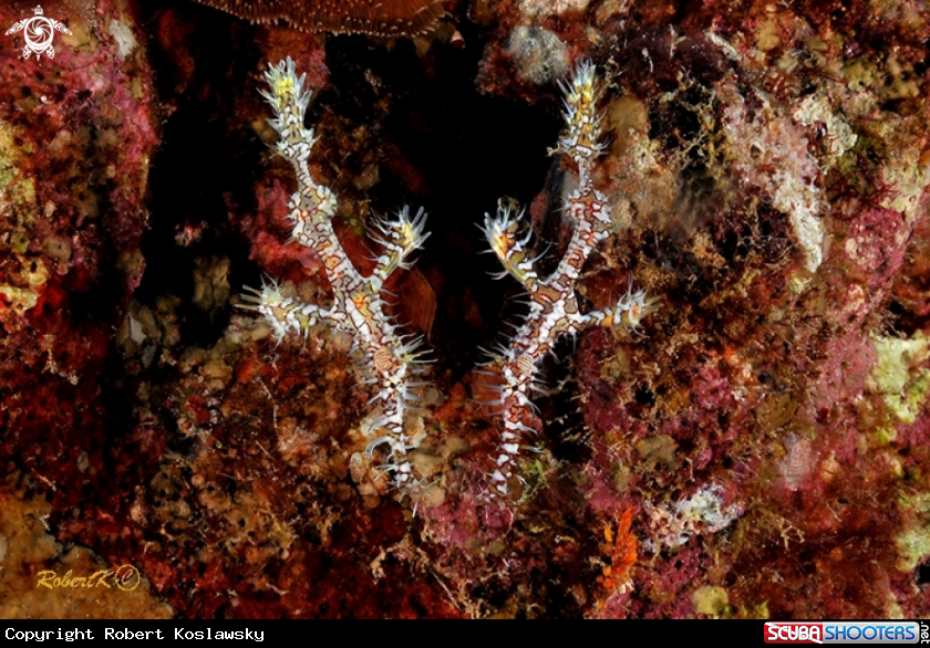 A gohstpipe fish