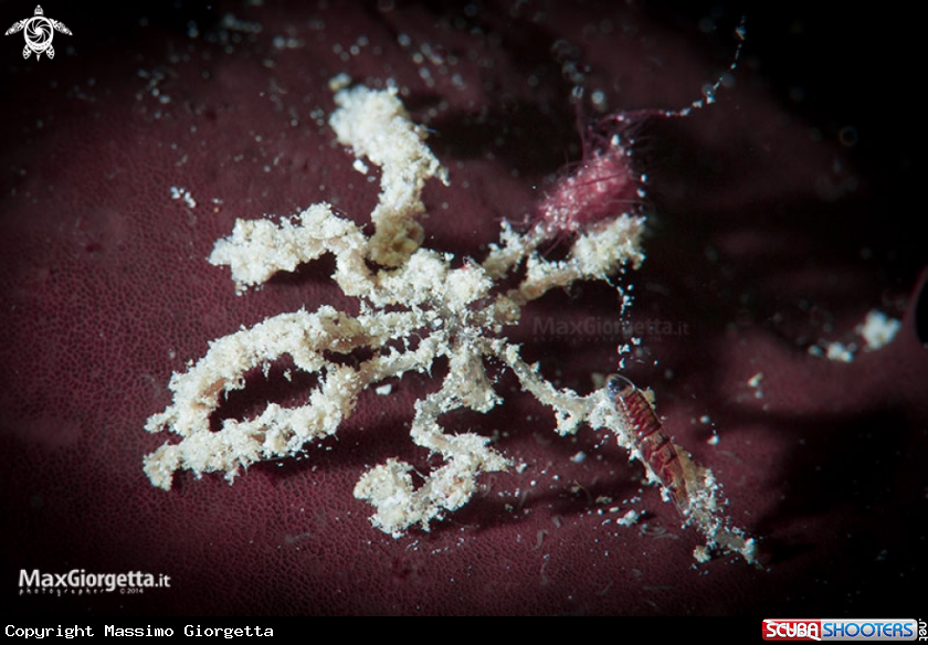 A sea spider with isopod