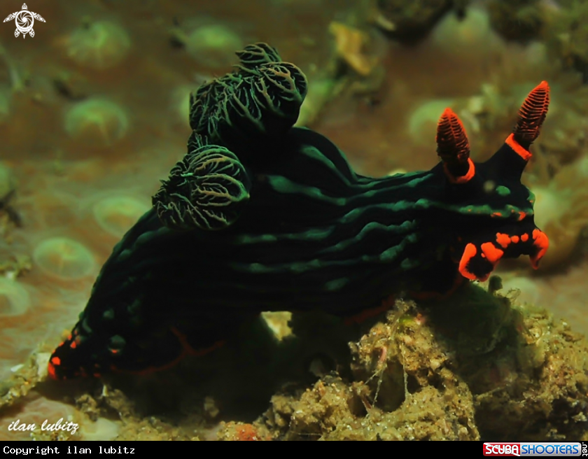 A nudibranch