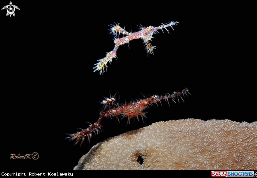 A ghostpipe fish