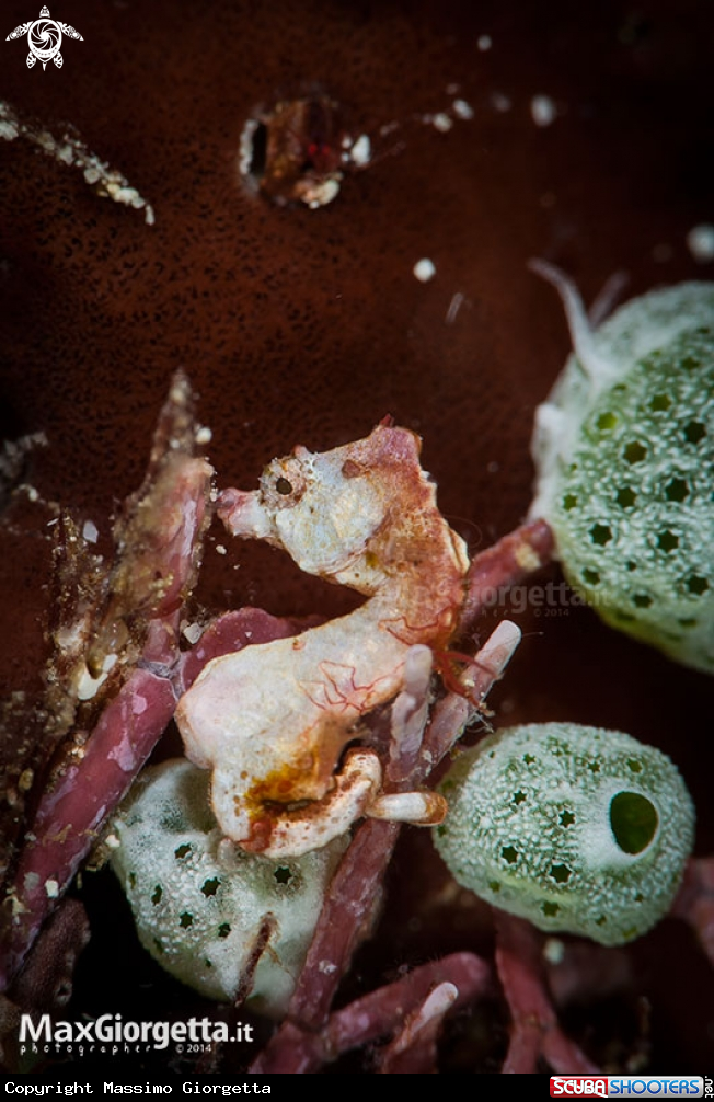 A pigmy sea horse ponthoi  