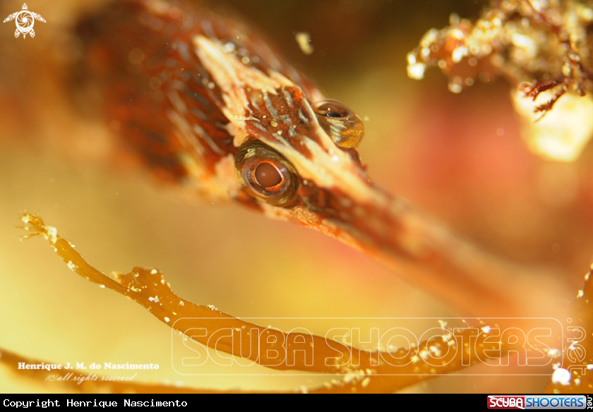 A Sea horse famuly.. ????
