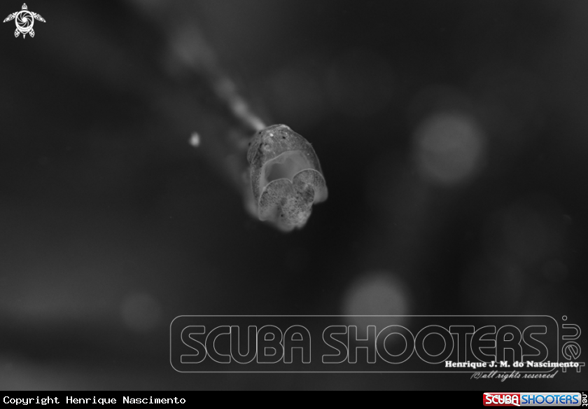 A Sea horse famuly.. ????