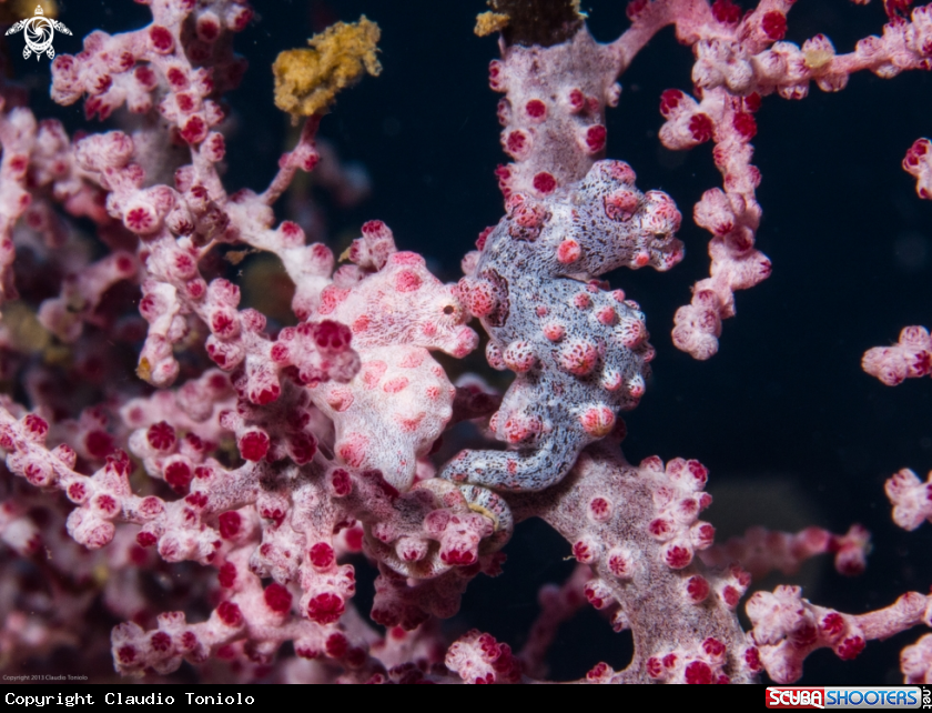 A Pygmy Seahorses
