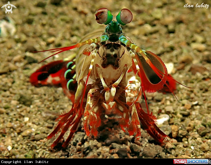 A Mantis Shrimp