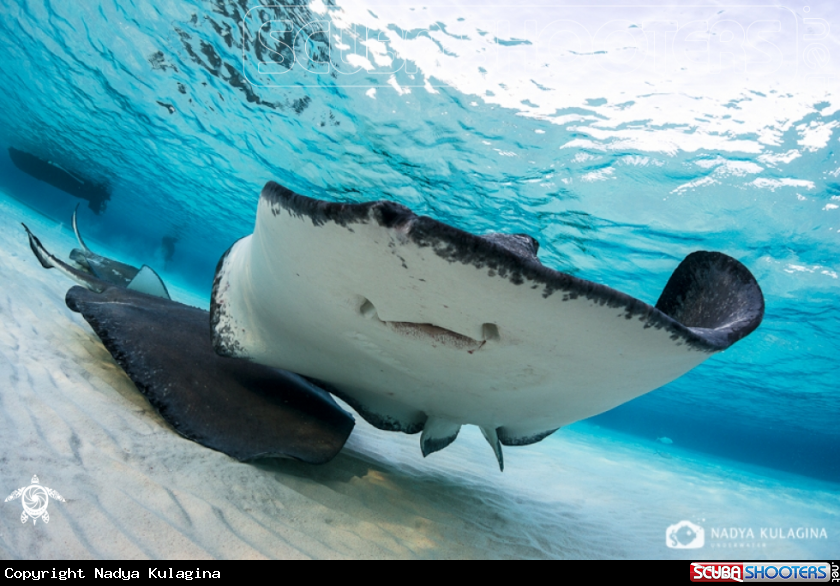 A stingray