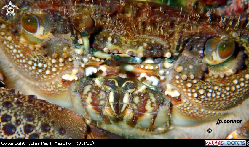 A Crabe