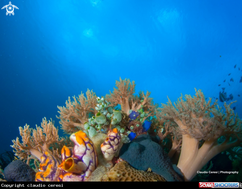 A coral