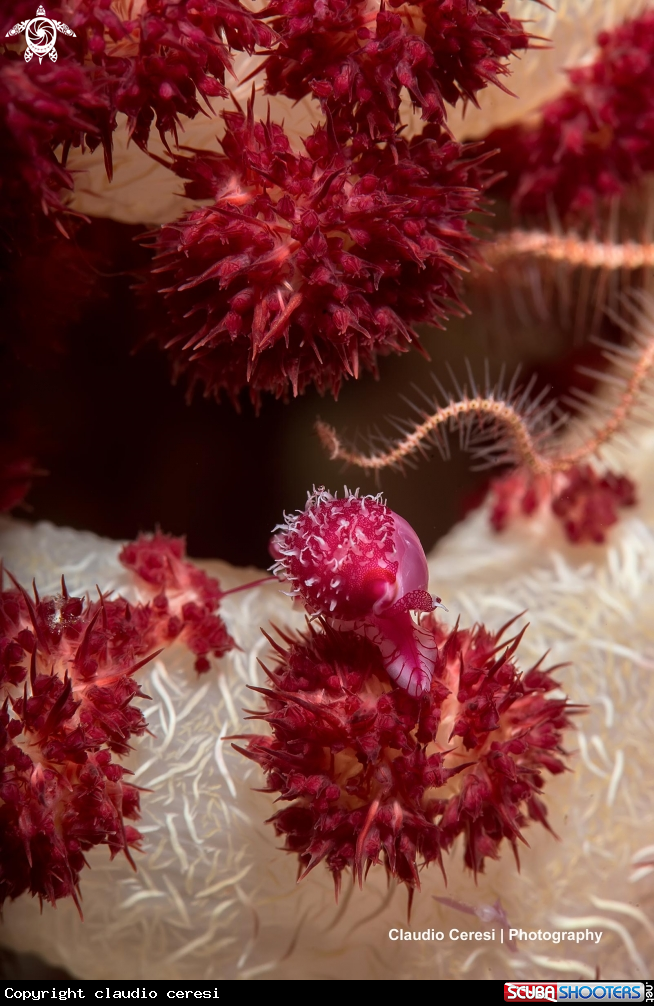 A ciprea red, ciprea delle gorgonie o coralli molli