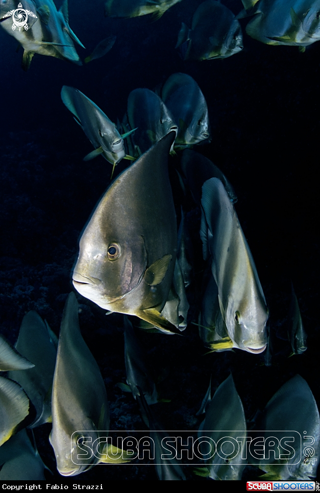 A Batfish