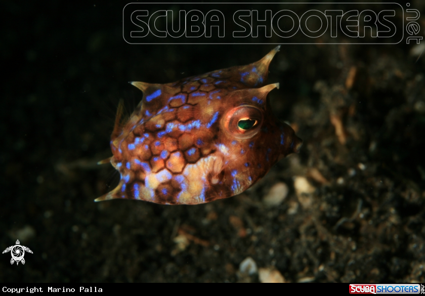 A box fish