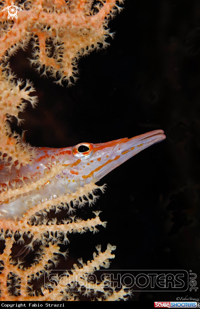 A Longnose hawkfish