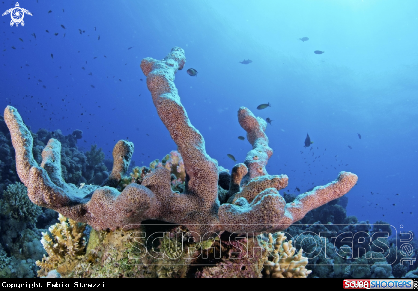 A Reef