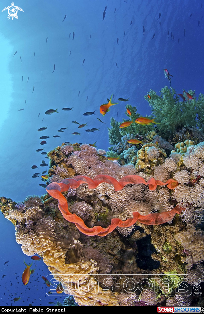 A Reef