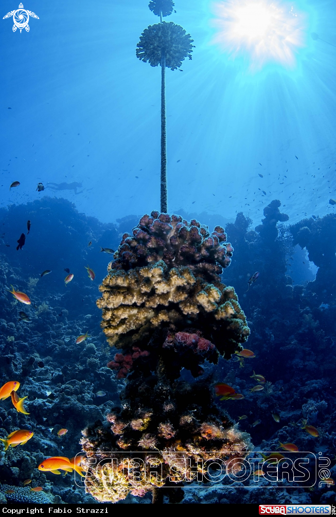A Reef 