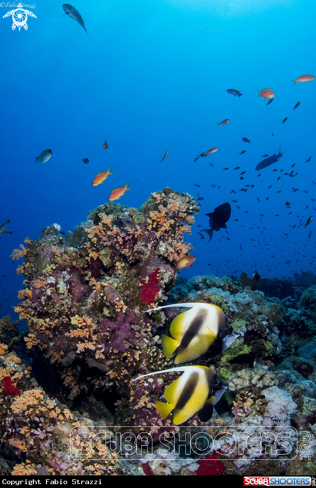 A Reef 