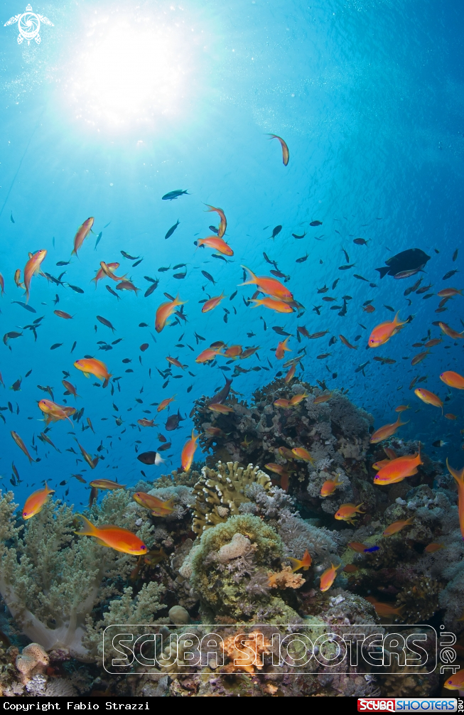 A Reef 