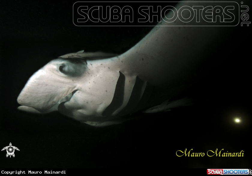 A Manta birostris