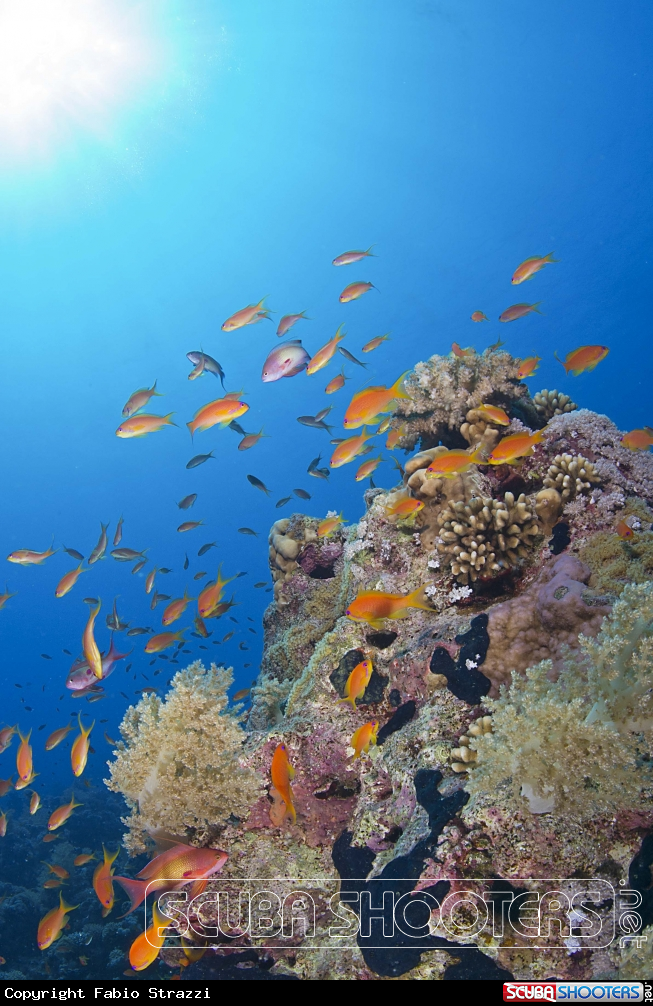 A Reef 